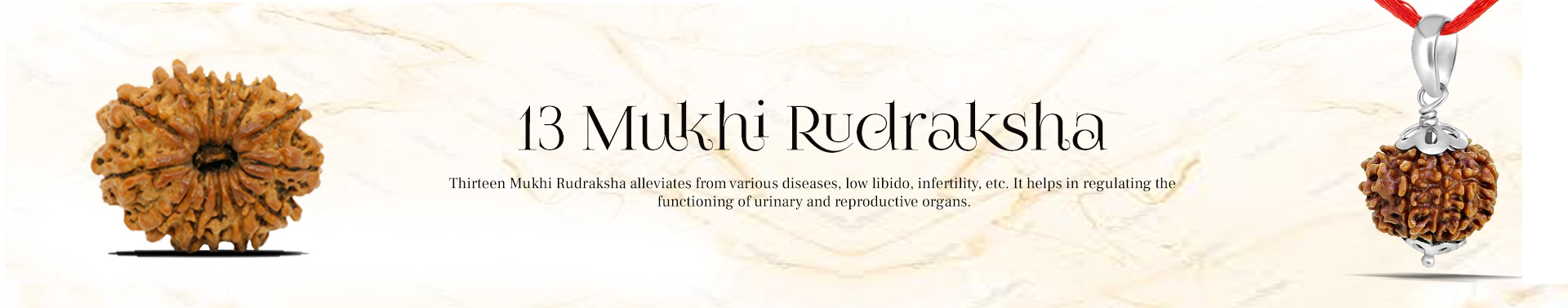 13 Mukhi Rudraksha