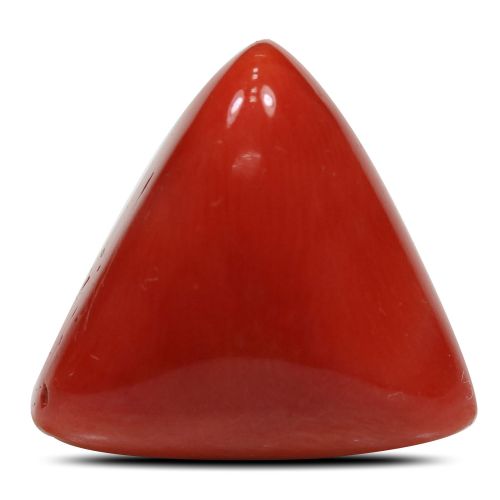 Red Coral (Moonga) - 15.54 Carat 