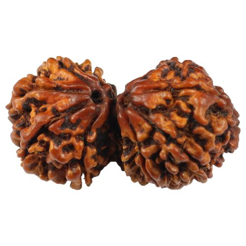 Natural Gauri Shankar 11 Mukhi Ganesha Rudraksha (Nepal) GJSPC Certified 33.74 M.M.