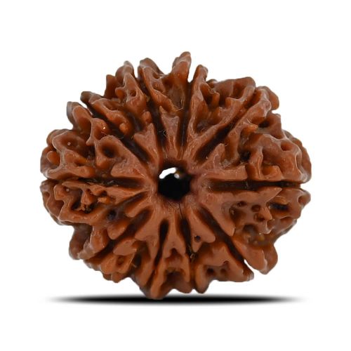 Natural 10 Mukhi (Ten Mukhi) Nepal Rudraksha GJSPC Certified 23.7 M.M.