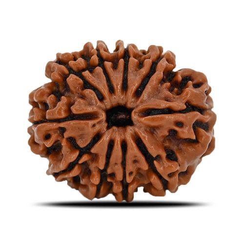 Natural 10 Mukhi (Ten Mukhi) Nepal Rudraksha GJSPC Certified 22.71 M.M.