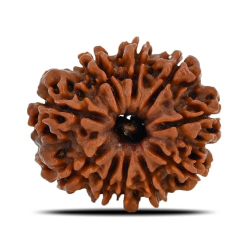 10 Mukhi Rudraksha (Nepal) 21.99 MM