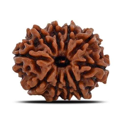 10 Mukhi Rudraksha (Nepal) 21.23 MM