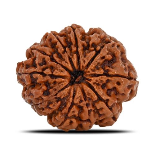 Natural 10 Mukhi (Ten Mukhi) Nepal Rudraksha GJSPC Certified 24.23 M.M.