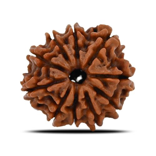 10 Mukhi Rudraksha (Nepal) 21.57 MM