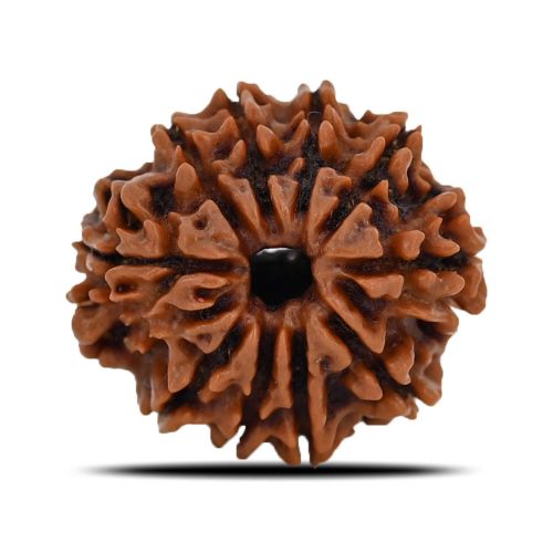 10 Mukhi Rudraksha (Nepal) 21.44 MM