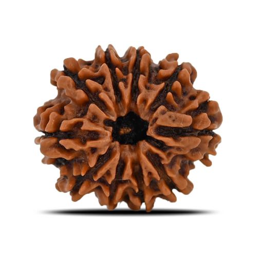 10 Mukhi Rudraksha (Nepal) 22.46 MM