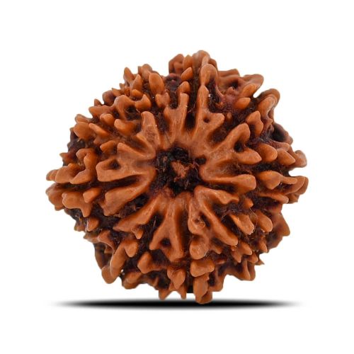 10 Mukhi Rudraksha (Nepal) 21.28 MM