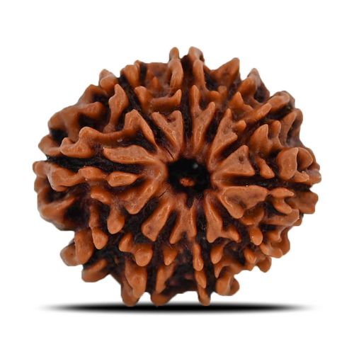 10 Mukhi Rudraksha (Nepal) 21.72 MM