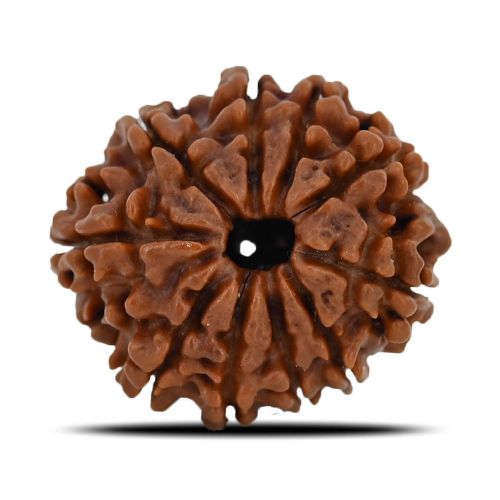 10 Mukhi Rudraksha (Nepal) 22.42 MM