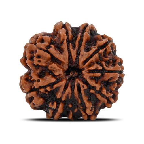 Natural 10 Mukhi (Ten Mukhi) Nepal Rudraksha GJSPC Certified 22.36 M.M.