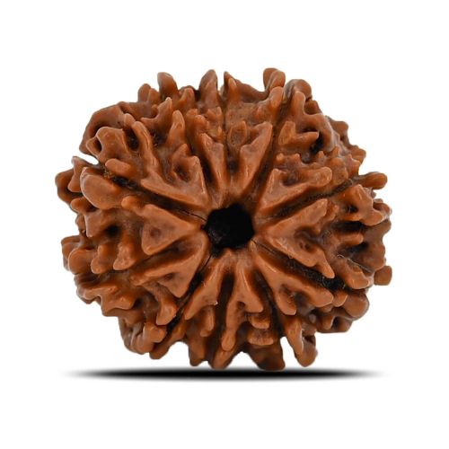 Natural 10 Mukhi (Ten Mukhi) Nepal Rudraksha GJSPC Certified 23.27 M.M.