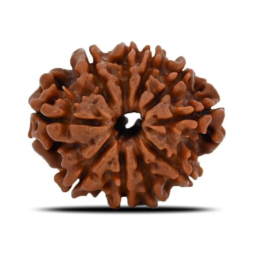 10 Mukhi Rudraksha (Nepal) 21.88 MM