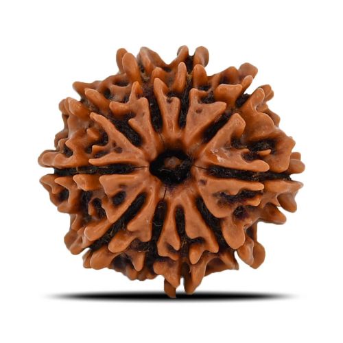 Natural 10 Mukhi (Ten Mukhi) Nepal Rudraksha GJSPC Certified 21.12 M.M.