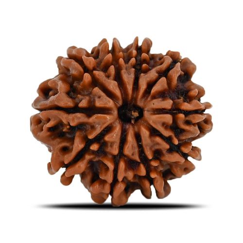 Natural 10 Mukhi (Ten Mukhi) Nepal Rudraksha GJSPC Certified 21.99 M.M.