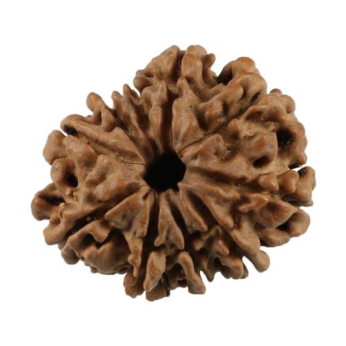 Natural 10 Mukhi (Ten Mukhi) Nepali Rudraksha GJSPC Certified 24.36 M.M.