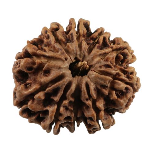 Natural 10 Mukhi (Ten Mukhi) Nepali Rudraksha GJSPC Certified 25.54 M.M.