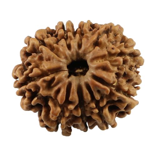 Natural 10 Mukhi (Ten Mukhi) Nepali Rudraksha GJSPC Certified 23.86 M.M.