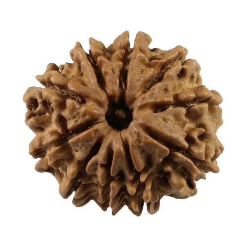 Natural 10 Mukhi (Ten Mukhi) Nepali Rudraksha GJSPC Certified 23.78 M.M.