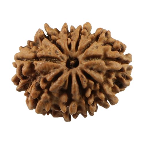 Natural 10 Mukhi (Ten Mukhi) Nepali Rudraksha GJSPC Certified 24.77 M.M.