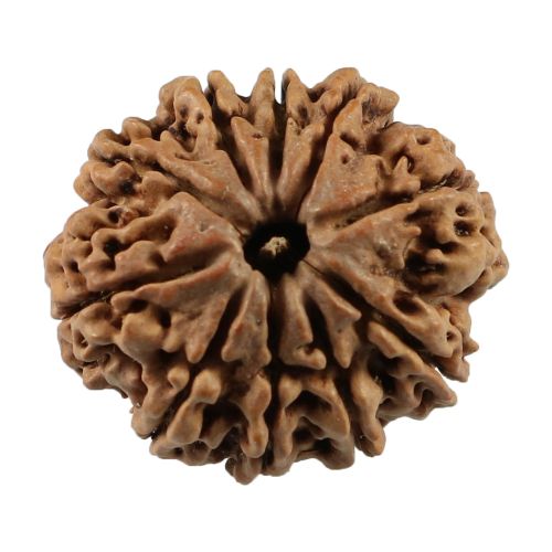 Natural 10 Mukhi (Ten Mukhi) Nepali Rudraksha GJSPC Certified 23.55 M.M.