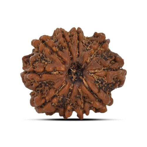 10 Mukhi Rudraksha 22.94 M.M.