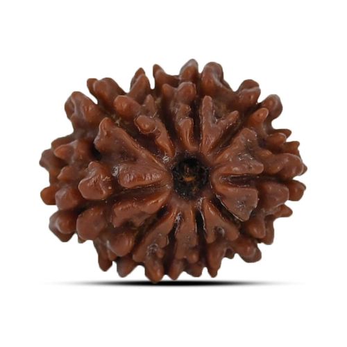 10 Mukhi Rudraksha 20.96 M.M.