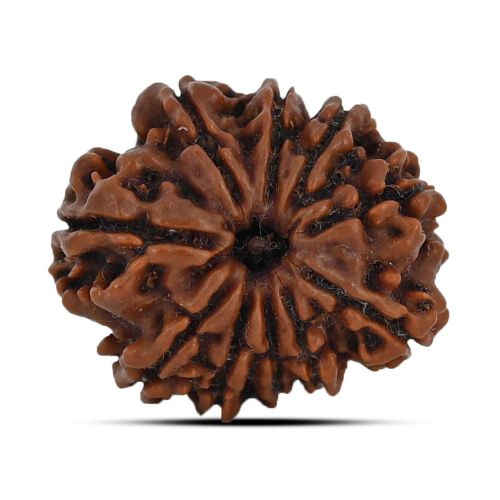 10 Mukhi Rudraksha 23.17 M.M.