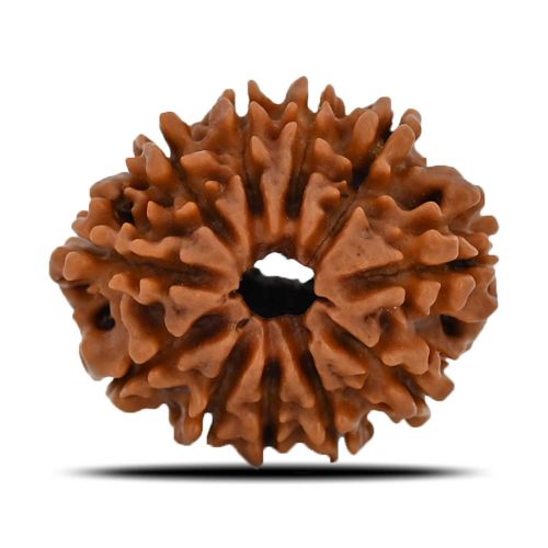 Natural 11 Mukhi (Eleven Mukhi) Nepal Rudraksha GJSPC Certified 22.42 M.M.