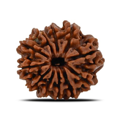 Natural 11 Mukhi (Eleven Mukhi) Nepal Rudraksha GJSPC Certified 22.69 M.M.