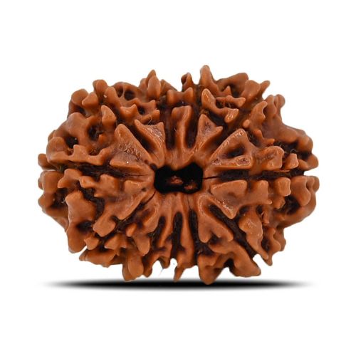 Natural 11 Mukhi (Eleven Mukhi) Nepal Rudraksha GJSPC Certified 24.32 M.M.