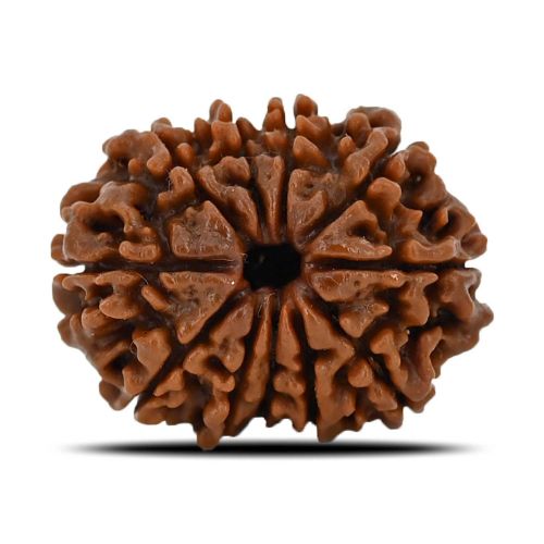 Natural 11 Mukhi (Eleven Mukhi) Nepal Rudraksha GJSPC Certified 23.28 M.M.