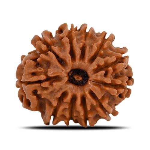 Natural 11 Mukhi (Eleven Mukhi) Nepal Rudraksha GJSPC Certified 22.25 M.M.