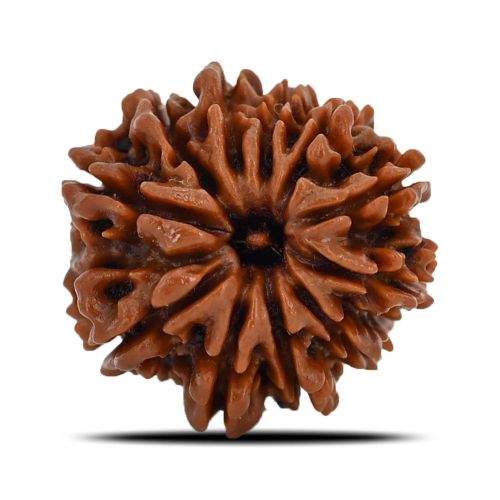 Natural 11 Mukhi (Eleven Mukhi) Nepal Rudraksha GJSPC Certified 23.42 M.M.