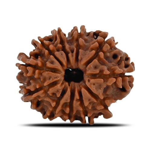 Natural 11 Mukhi (Eleven Mukhi) Nepal Rudraksha GJSPC Certified 23.08 M.M.