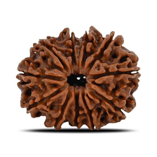 Natural 11 Mukhi (Eleven Mukhi) Nepal Rudraksha GJSPC Certified 24.87 M.M.