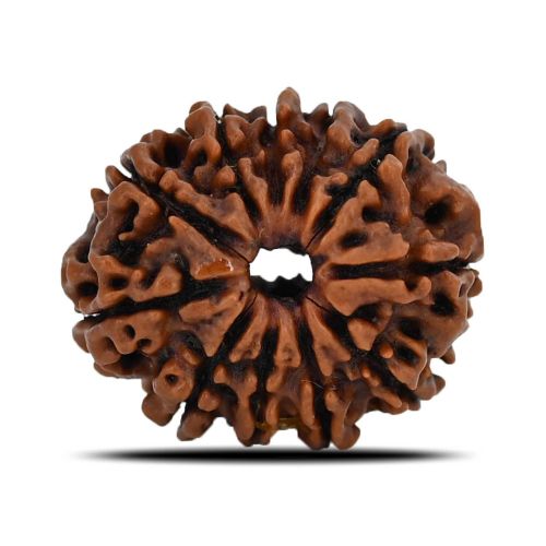 Natural 11 Mukhi (Eleven Mukhi) Nepal Rudraksha GJSPC Certified 23.68 M.M.