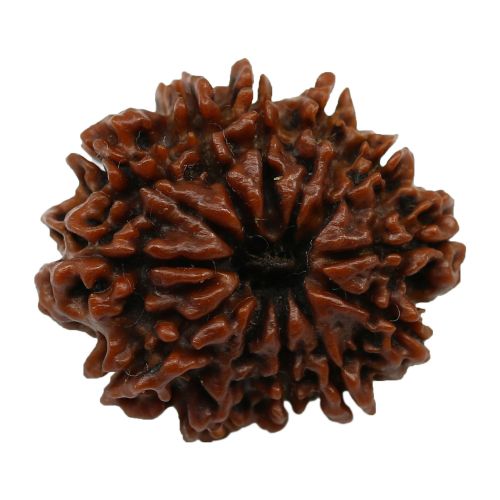 Natural 11 Mukhi Nepali Rudraksha (Elevan Mukhi) 23.49 M.M.