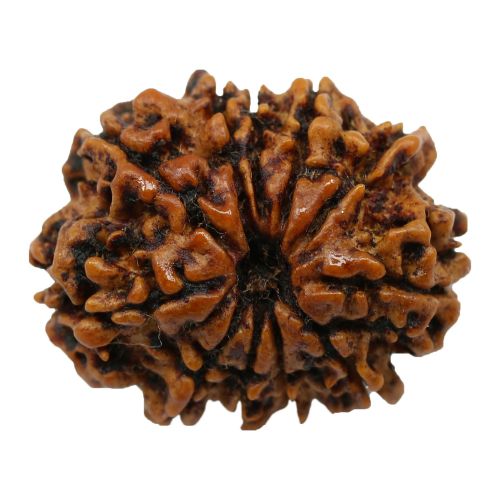 Natural 11 Mukhi Nepali Rudraksha Collector Size (Elevan Mukhi) 24.77 M.M.