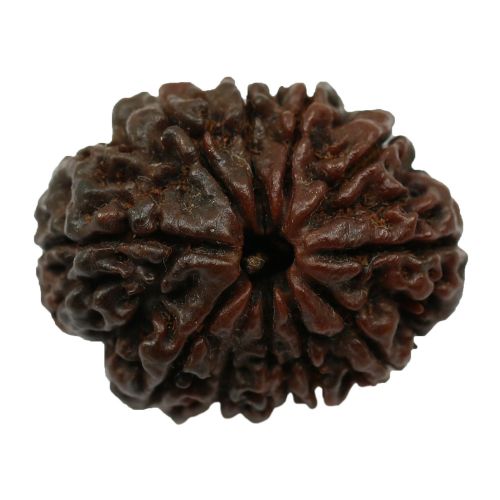 Natural 11 Mukhi Nepali Rudraksha Collector Size (Elevan Mukhi) 26.66 M.M.