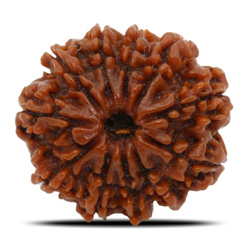 Natural 11 Mukhi Rudraksha (Nepal) GJSPC Certified 24.67 M.M.