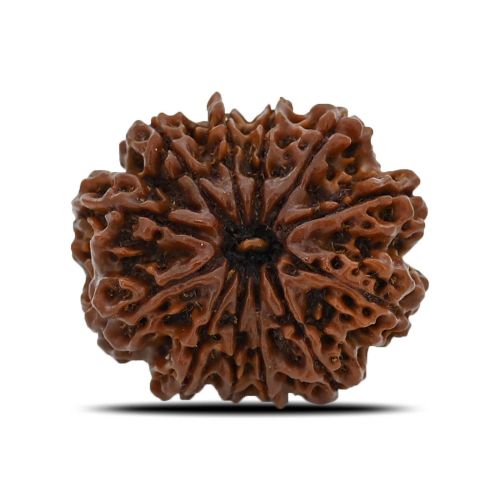 12 Mukhi (Twelve Mukhi ) Rudraksha Nepal GJSPC Certified 28.4 M.M.