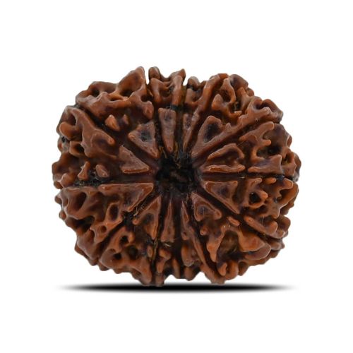 12 Mukhi (Twelve Mukhi ) Rudraksha Nepal GJSPC Certified 26.8 M.M.