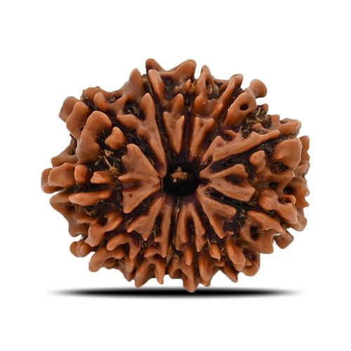 12 Mukhi (Twelve Mukhi ) Rudraksha Nepal GJSPC Certified 26.67 M.M.