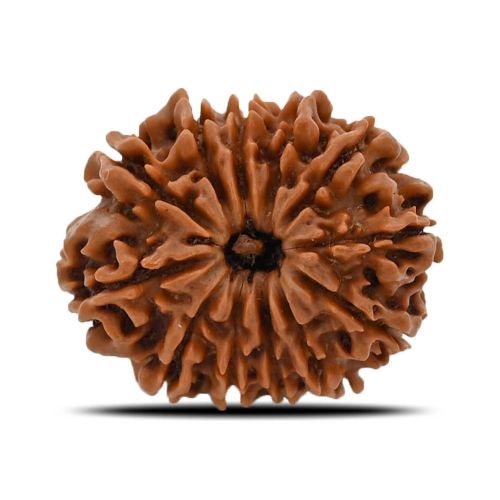 12 Mukhi (Twelve Mukhi ) Rudraksha Nepal GJSPC Certified 25.2 M.M.