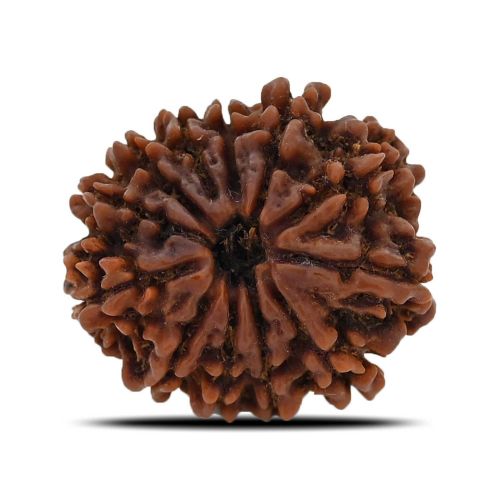 12 Mukhi (Twelve Mukhi ) Rudraksha Nepal GJSPC Certified 27.6 M.M.