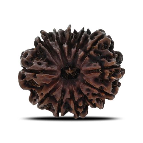 12 Mukhi (Twelve Mukhi ) Rudraksha Nepal GJSPC Certified 26.71 M.M.