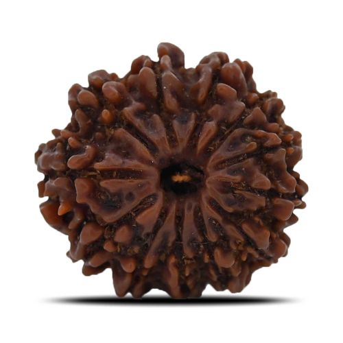 12 Mukhi (Twelve Mukhi ) Rudraksha Nepal GJSPC Certified 21.65 M.M.