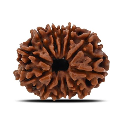 12 Mukhi (Twelve Mukhi ) Rudraksha Nepal GJSPC Certified 24.44 M.M.