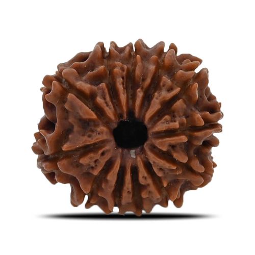 12 Mukhi (Twelve Mukhi ) Rudraksha Nepal GJSPC Certified 22.35 M.M.